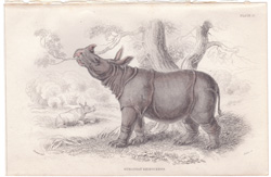 Plate 10 Sumatran Rhinoceros